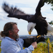 Greifvogelschau auf dem Proschwitzer Weinberg