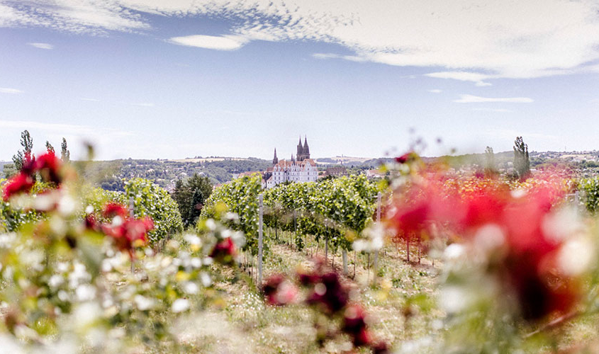 Hochzeit im Proschwitzer Weinberg