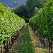 Hochzeit im Weinberg